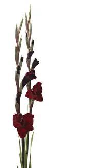 Studio Background Flowers Prints: Gladiolus
