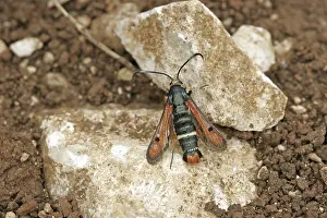 Natural Fauna Photography Prints: Glasswing