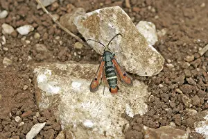 Lepidopteran Wildlife Pictures Prints: Glasswing