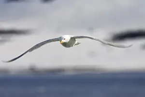 Prints of Glaucous Gull in flight (Larus hyperboreus), Spitsbergen, Norway Glaucous Gull Prints: Glaucous Gull in Flight Print, Spitsbergen, Norway
