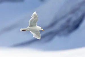 Prints of Glaucous Gull (Larus hyperboreus), Spitsbergen, Norway Glaucous Gull Prints: Glaucous Gull Print, Spitsbergen, Norway