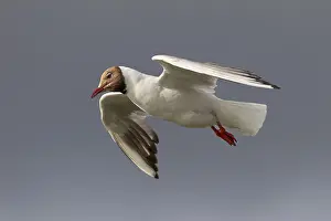 Coastal Bird Prints: In gliding flight