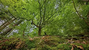 Thuringian Forest Prints: A glimpse of the treetops of a dense