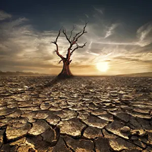 Global Warming Concept Prints: Global warming concept. Lonely dead tree under dramatic evening sunset sky at drought cracked desert landscape