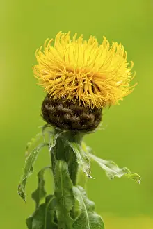 Centaurea Macrocephala Prints: Globe Knapweed (Centaurea macrocephala)