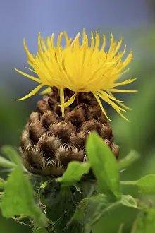 Globe Knapweed Prints: Globe knapweed (Centaurea macrocephala)