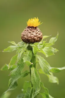 Flowering Plant Germany Prints: Globe knapweed (Centaurea macrocephala)