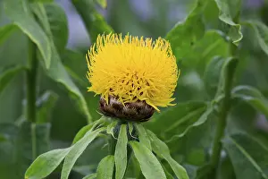 Central Europe Blooming Plants Prints: Globe knapweed (Centaurea macrocephala)