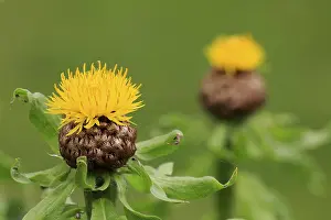 European Nature Photos Prints: Globe knapweed (Centaurea macrocephala)
