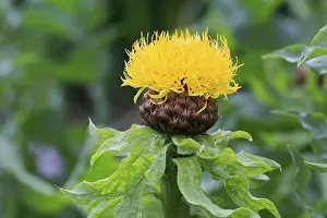 Blue Blossom Flower Prints: Globe knapweed (Centaurea macrocephala)