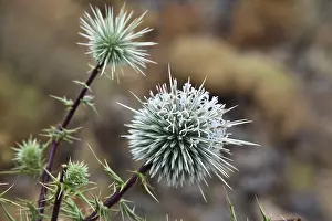 Globe Thistle Prints: Globe Thistle (Echinops ritro)