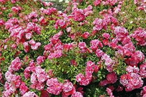 Nature Inflorescence Prints: Glorious roses