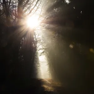 Peaceful Forest Atmosphere Prints: Glowing sunrays, light and darkness