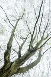Fresh Green Foliage Prints: Gnarled old beech tree in early spring