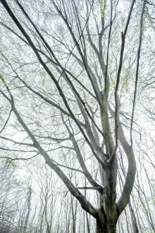 Fresh Green Foliage Prints: Gnarled old beech tree in early spring