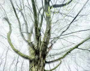 Central European Deciduous Forests Prints: Gnarled old beech tree in early spring