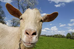 Nature Portrait Photography Prints: Goat