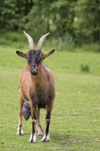 Livestock Stock Farming Prints: Goat in a clearing