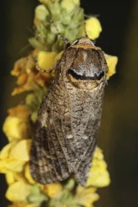 Moth Species Prints: Goat moth (Cossus cossus)