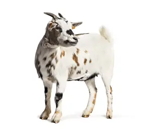 Bovid Mammal Prints: Goat in front of white background