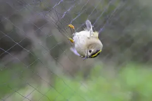 Migrant Bird Migration Prints: A goldcrest (Regulus regulus) hanging in a net