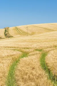 Golden Fields Of Grain Prints: Golden fields of grain, Cornwall