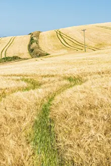 Deserted Farmland UK Prints: Golden fields of grain, Cornwall