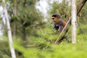 Rwanda Wildlife Photography Prints: Golden monkey (Cercopithecus mitis kandti) in the bamboo forest
