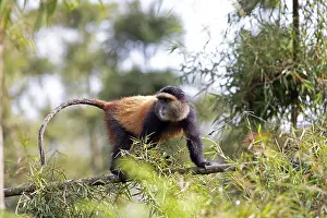 Virunga Volcanic Mountains Wildlife Prints: Golden monkey (Cercopithecus mitis kandti) in the bamboo forest