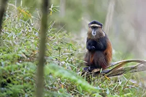Virunga Volcanic Mountains Wildlife Prints: Golden monkey (Cercopithecus mitis kandti) in the bamboo forest