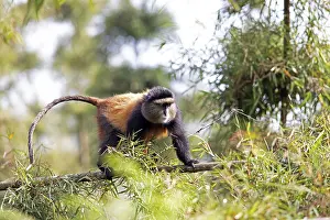 Virunga Volcanic Mountains Wildlife Prints: Golden monkey (Cercopithecus mitis kandti) in the bamboo forest