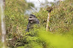 Catarrhine Primate Conservation Area Prints: Golden monkey (Cercopithecus mitis kandti) in the bamboo forest