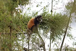 Rwanda Wildlife Photography Prints: Golden monkey (Cercopithecus mitis kandti) in the bamboo forest