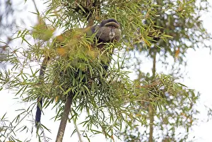 Volcanic Mountain Landscape Prints: Golden monkey (Cercopithecus mitis kandti) in the bamboo forest