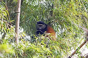 Golden Monkey In Bamboo Forest Prints: Golden monkey (Cercopithecus mitis kandti) in the bamboo forest