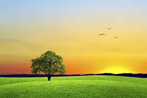 Ecological Oak Trees Prints: Goodbye summer
