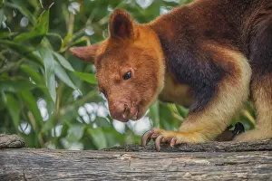 Prints of Goodfellow's Tree Kangaroo, dendrolagus goodfellowi buergersi, Adult closeup. portrait of very cute rare red animal Goodfellowi Prints: Goodfellow's Tree Kangaroo Print, Dendrolagus goodfellowi buergersi