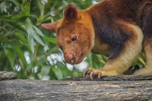 Prints of Goodfellow's Tree Kangaroo, dendrolagus goodfellowi buergersi, Adult closeup. portrait of very cute rare red animal Goodfellowi Prints: Goodfellow's Tree Kangaroo Print, Dendrolagus goodfellowi buergersi
