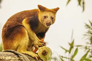 Prints of Goodfellow's Tree Kangaroo, dendrolagus goodfellowi buergersi, Adult closeup. portrait of very cute rare red animal Goodfellowi Prints: Goodfellow's Tree Kangaroo Print, Dendrolagus goodfellowi buergersi