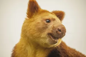 Prints of Goodfellow's Tree Kangaroo, dendrolagus goodfellowi buergersi, Adult closeup. portrait of very cute rare red animal Goodfellowi Prints: Goodfellow's Tree Kangaroo Print, Dendrolagus goodfellowi buergersi