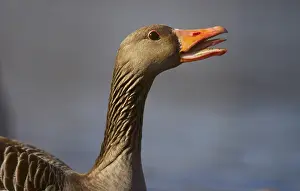 Bird Detail View Prints: Goose. Beak
