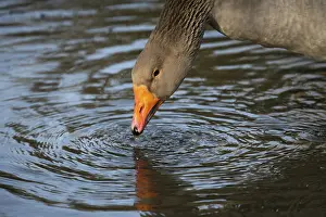 Free Range Farming Prints: Goose by the water