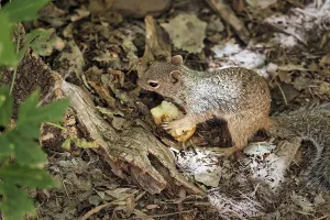 Deserted National Park Prints: Gopher sitting in the undergrowth