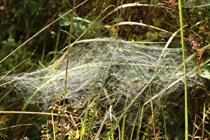 Autumn Season Photography Prints: Gossamer