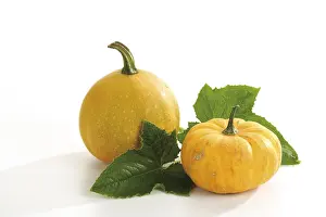 Studio Still Life Food Prints: Gourd (Cucurbita)