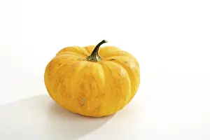 Fresh Pumpkin Prints: Gourd (Cucurbita)