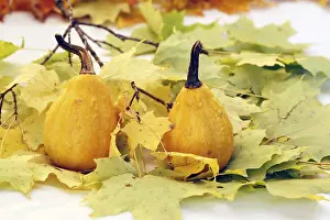 Deserted Autumn Foliage Prints: Gourds