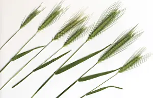 Grocery Store Still Life Prints: Grain, barley