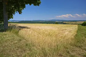 Grain Field Germany Prints: Grain field under clear sky with clouds and a single tree in the foreground