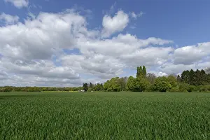 Grain Field Germany Prints: Grain field with deciduous forest in the background